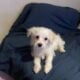 Yorkiepoo maltipoo mix