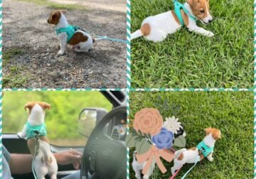 Jack Russell Terrier