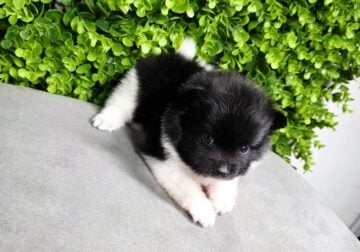 Male pomeranian