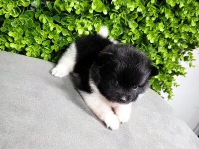 Male pomeranian