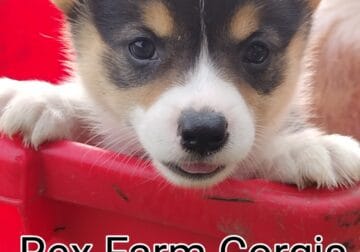 OFA parents, triple clear, CKC female