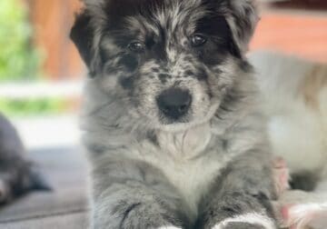Zoe – Aussie Mix Puppy
