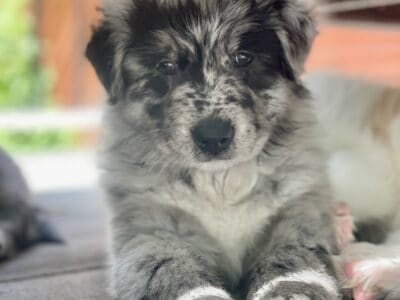 Zoe – Aussie Mix Puppy