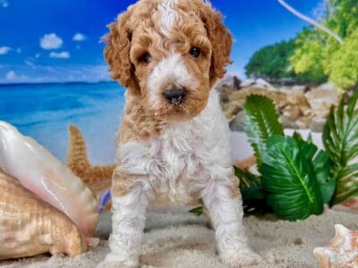 Standard Poodle Puppy B