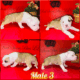 American Staffordshire Terrier Bully UKC/ABR