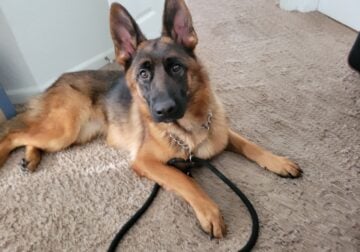 Hazel