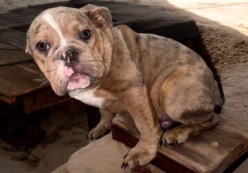 Male English bulldog