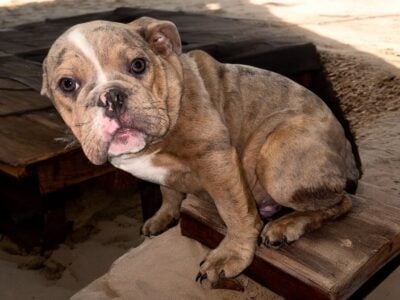 Male English bulldog