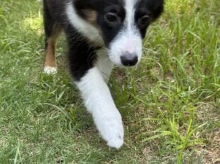 Pixie mini aussie pup