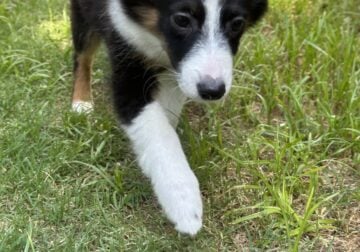Pixie mini aussie pup
