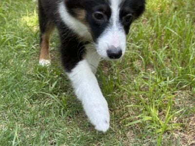Pixie mini aussie pup