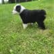 Australian shepherd puppy