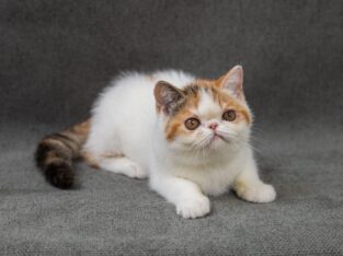 Exotic Shorthair Kitten