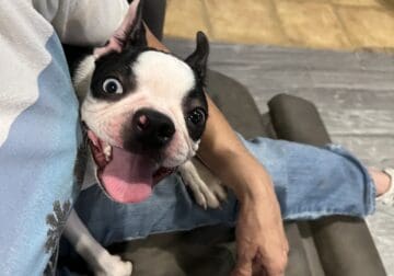 CKC Boston Terrier female