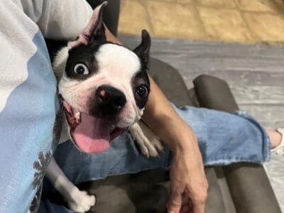 CKC Boston Terrier female
