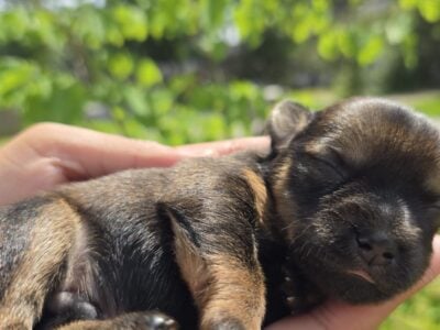 Yorkies