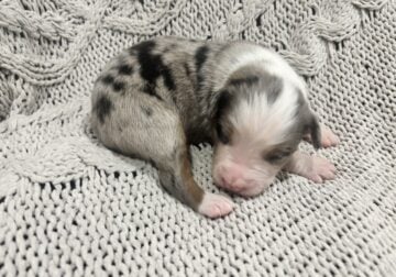 Australian Shepherds