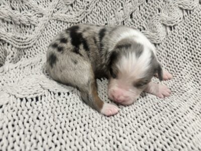 Australian Shepherds