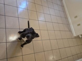 Rehoming Dog