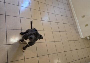 Rehoming Dog