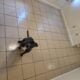 Rehoming Dog