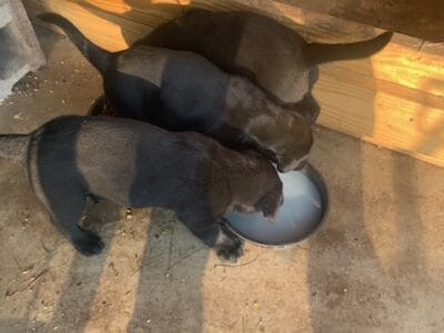 Rehoming Puppies