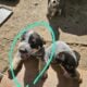 Queensland Heeler Pups!