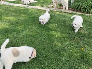 Great Pyrenees Puppies Unregistered Purebred