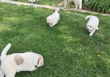 Great Pyrenees Puppies Unregistered Purebred
