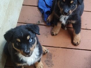 Australian Shepherds