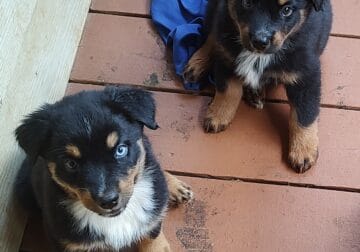 Australian Shepherds
