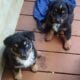 Australian Shepherds