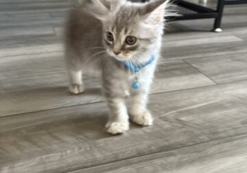 Kitty for Sale
