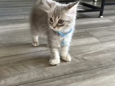 Kitty for Sale