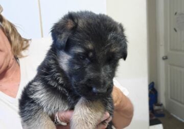 German Shepherd Puppies Ready for Adoption