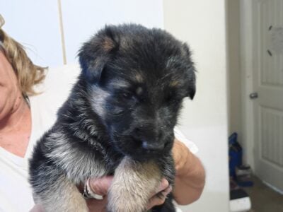 German Shepherd Puppies Ready for Adoption