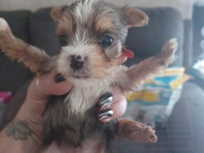 yorkie puppies week special prices