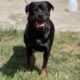 Rottweiler pups akc