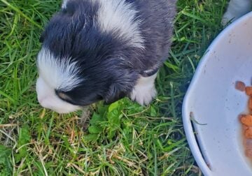 Australian Shepherd puppies