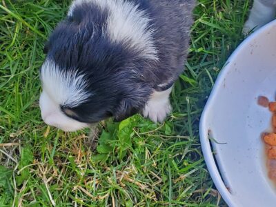 Australian Shepherd puppies