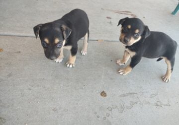 Chihuahua beagle mix