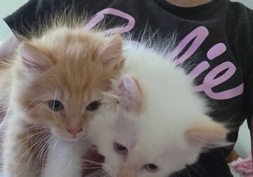 Persian Ragamese kittens
