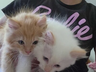 Persian Ragamese kittens