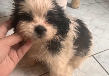 Shih Tzu 4 sale