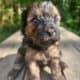 Maltipoo liter