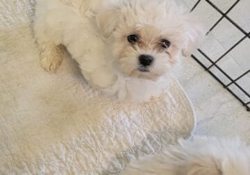 Malti-Poo