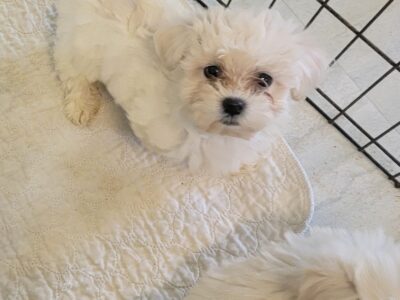 Malti-Poo
