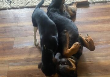 Rottweiler puppies