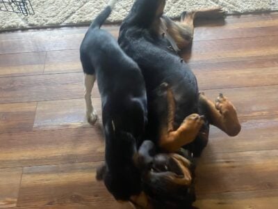 Rottweiler puppies