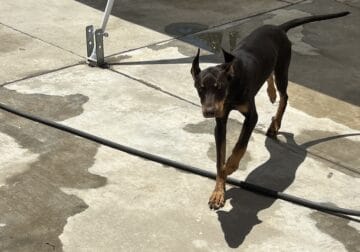 Weimaraner & Doberman